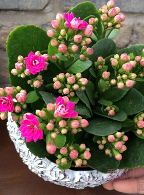 长寿花 宫灯长寿花期长盆栽苗带花苞带土 耐热室内阳台花卉5-40度