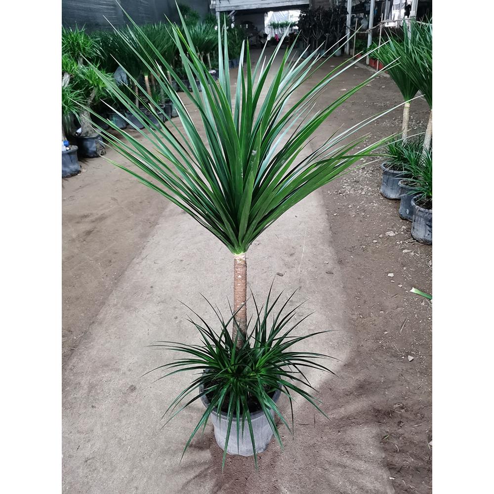 龙血树盆栽细叶双层多头精