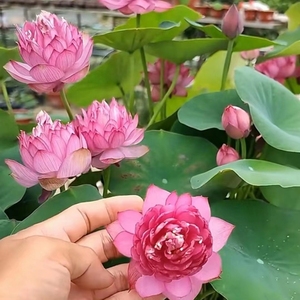 碗莲水培植物花卉室内好养