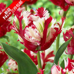 【5颗装带芽】稀有重瓣荷兰郁金香种球鹦鹉新品当年开花卉盆栽