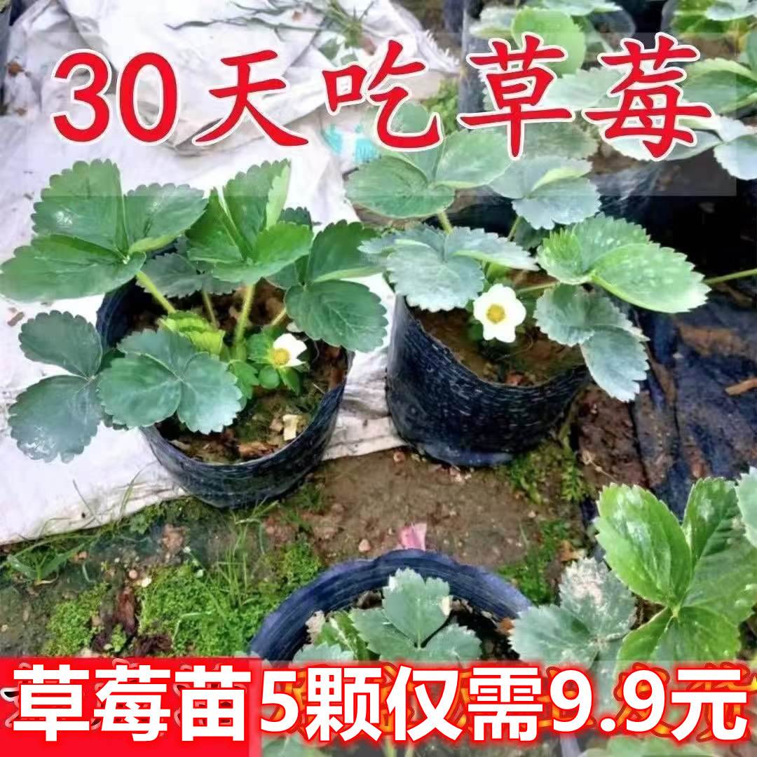 四季盆栽草莓苗室外北方地南