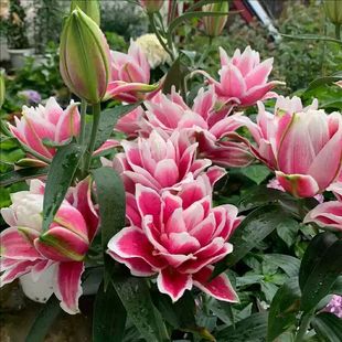 进口重瓣香水百合种球带芽开花室内外多年生耐寒花卉盆栽植物