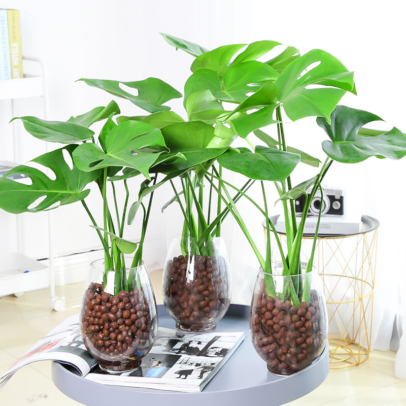 龟背竹大型盆栽绿植室内客