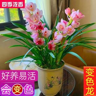 带花苞开花浓香大花蕙兰室内室外好养易活兰花绿植盆栽 变色龙