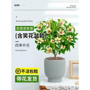 含笑花苗树苗盆栽花卉植物室内花四季开花浓香型带花苞庭院阳台花