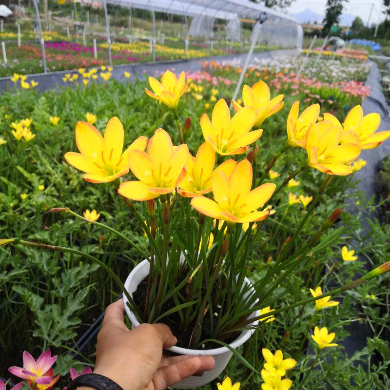 多年生风雨兰球根葱韭兰韭莲花苗重瓣庭院阳台耐热四季易开花绿化