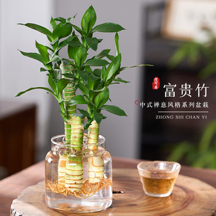 水培植物富贵竹盆栽室内客厅办公室书房桌面招财节节高花卉小绿植