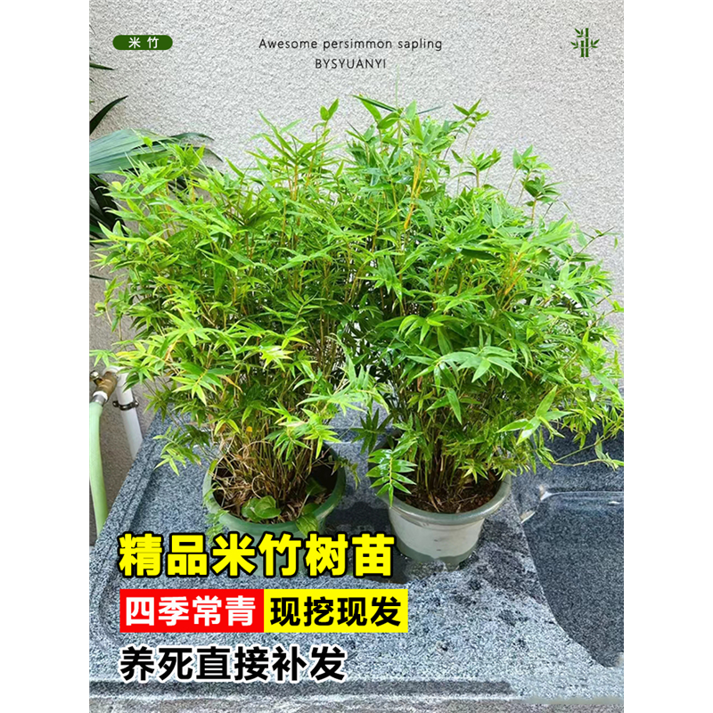 水培米竹盆栽室内植物小叶
