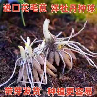 【开花爆盆】花毛茛种球洋牡丹重瓣多年生耐寒植物室内盆栽花卉