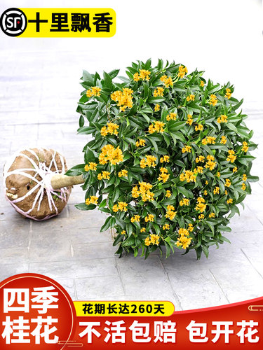 桂花树苗大盆栽四季卉阳台