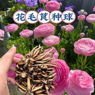 重瓣洋牡丹种球带芽蝴蝶花毛茛花种花苗种子盆栽四季好养花卉植物