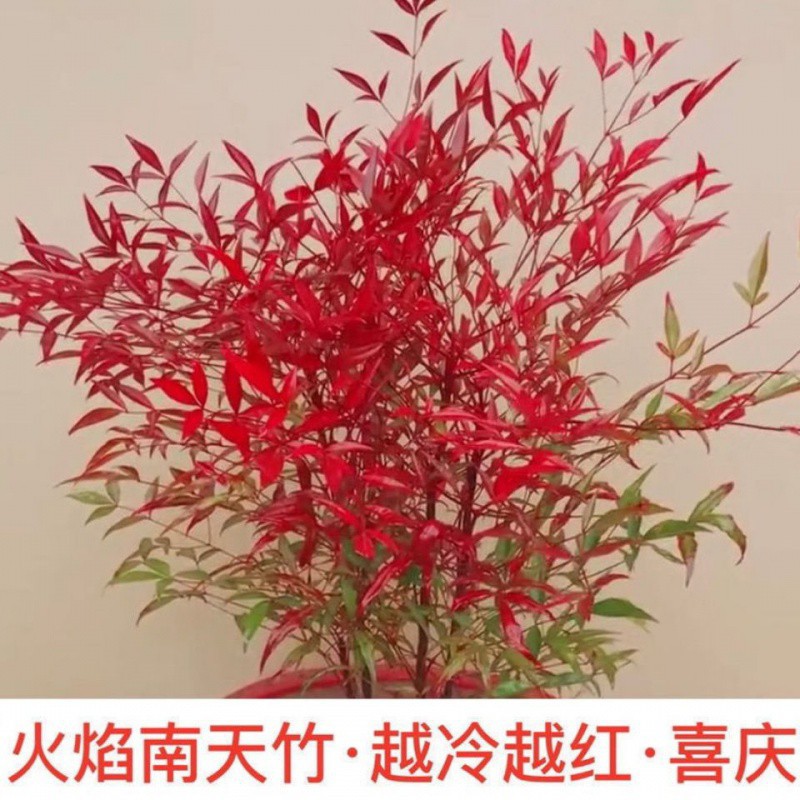 火焰南天竹盆栽老桩树苗水