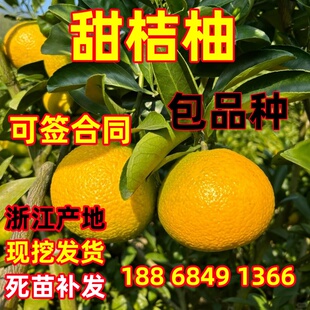 正宗甜桔柚苗庆元甜橘柚树苗黄金柑苗苹果柚苗南方地栽庭院种植