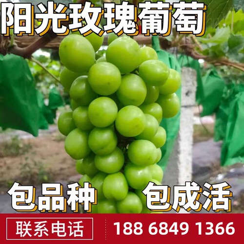 阳光玫瑰葡萄苗南北方庭院地栽耐寒爬藤果树盆栽嫁接无籽当年结果