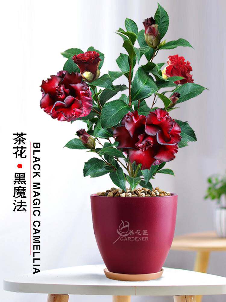 黑魔法茶花稀有名贵品种黑红泛蜡质花卉盆栽树苗阳台庭院好养绿植