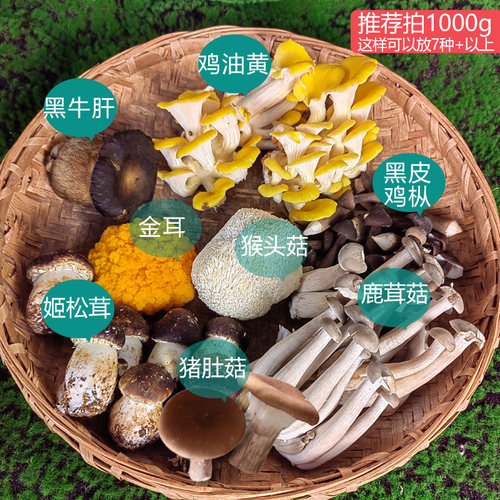 云南新鲜菌菇组合煲汤火锅蘑菇