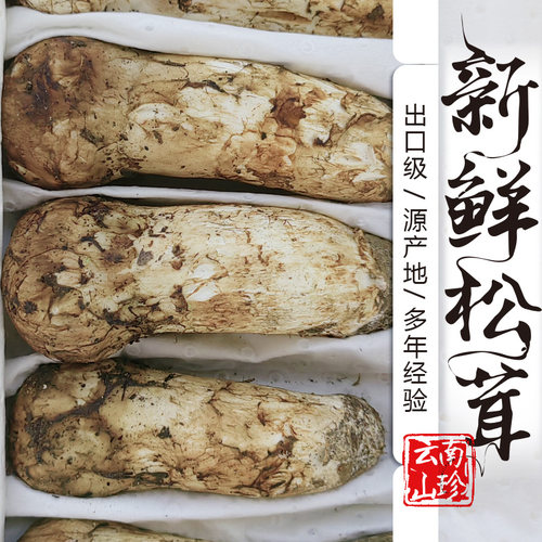 云南当季野生新鲜松茸1斤