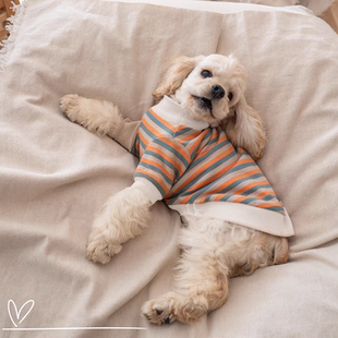 可卡犬泰迪吉娃娃比熊狗狗衣服春秋薄款条纹打底卫衣