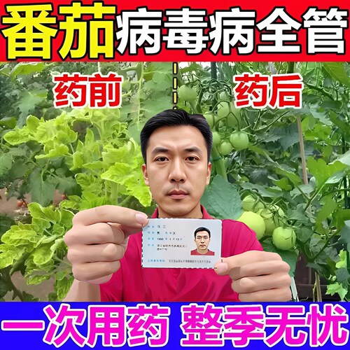 番茄病菌清西红柿病毒病专用防卷叶枯萎炭疽霜灰霉炭疽病全治药w