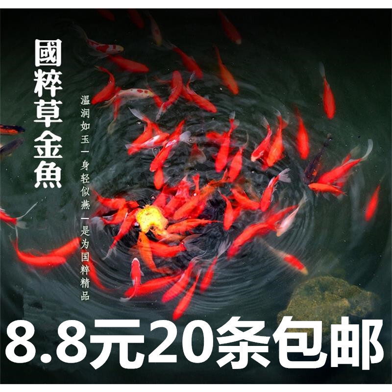 观赏鱼不用加温草金金鱼冷水易养宠物小红草锦鲤活体鱼苗包邮