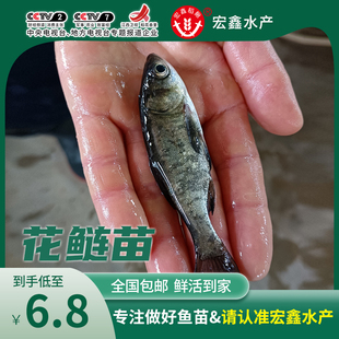 花鲢鱼苗活体淡水养殖草皖鱼苗半斤食蚊鱼大苗饲料雄鱼大头鱼苗好