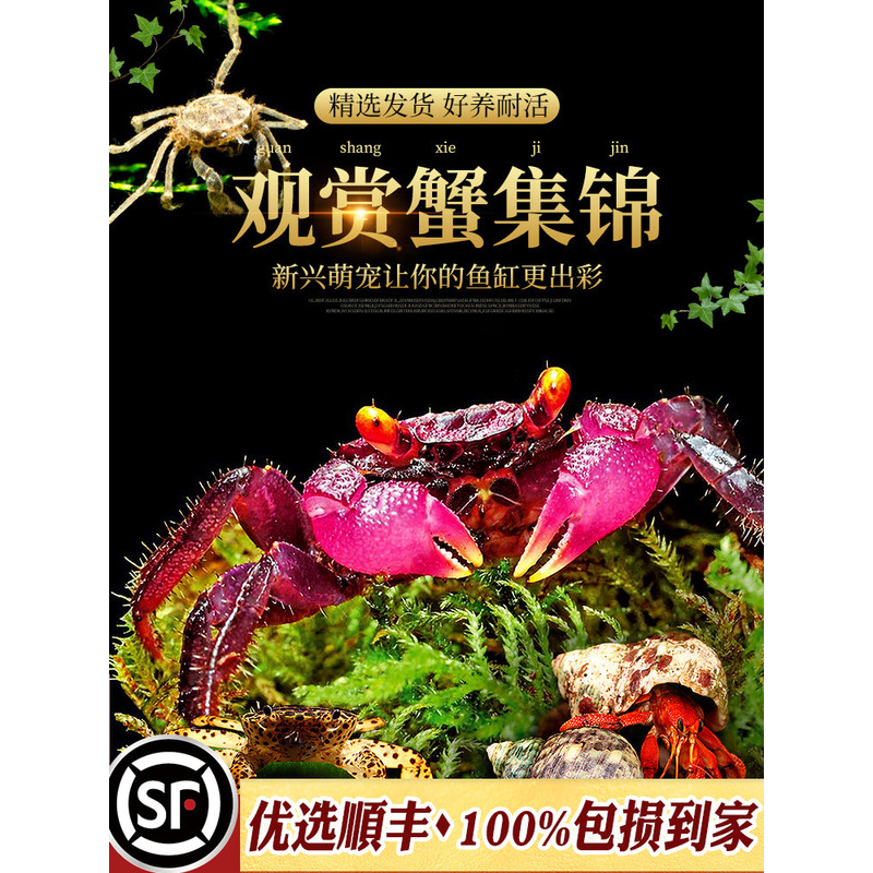 辣椒蟹蜘蛛蟹相手蟹恶魔蟹南海溪蟹红勾手蟹豹点蟹活体观赏宠物蟹