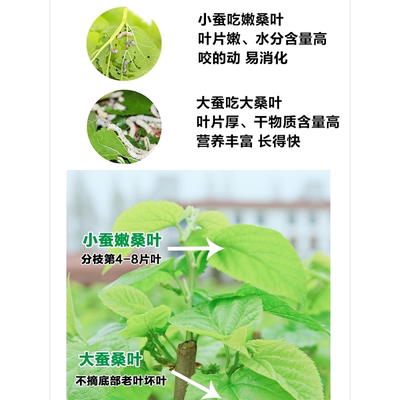 西安同城11点前下单当日达学生蚕宝宝天然食物桑叶新鲜嫩现摘现发