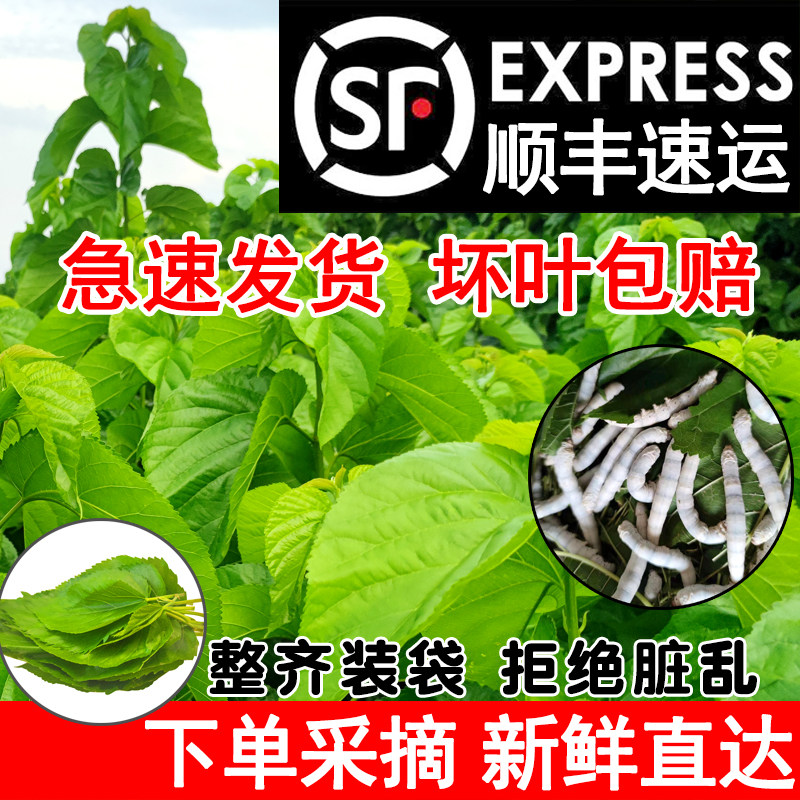 桑叶喂蚕新鲜桑树叶蚕宝宝学生养蚕套装蚕卵籽嫩桑蚕食物小大蚕叶图片