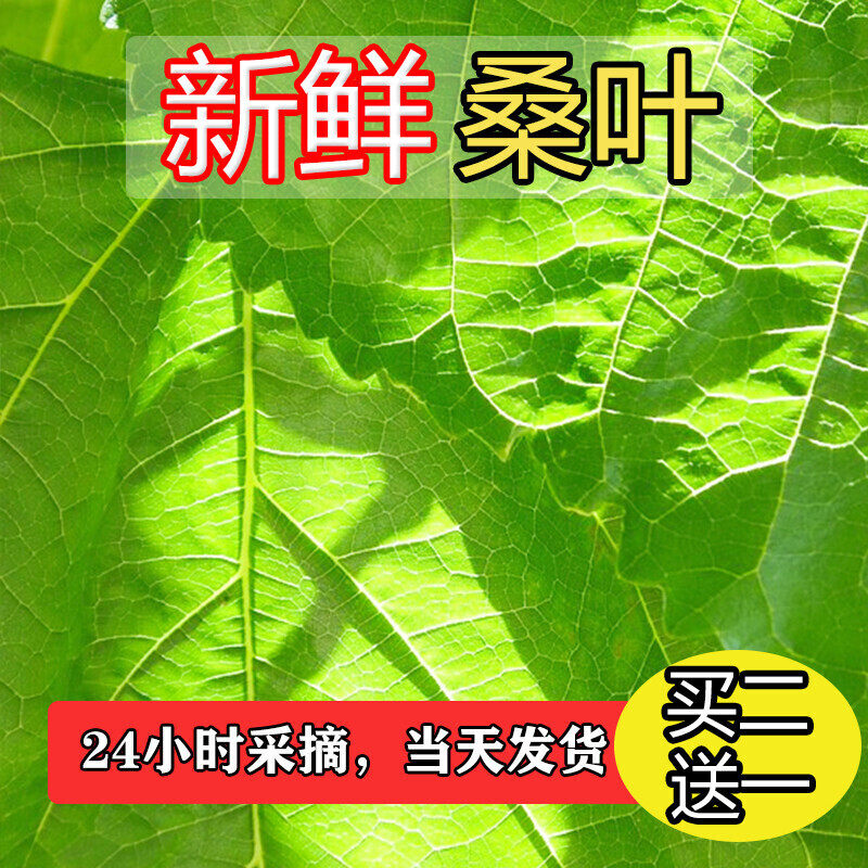 新鲜桑叶喂蚕蚕宝宝学生养蚕套装活物饲料中药材嫩桑叶芽现摘养蚕图片