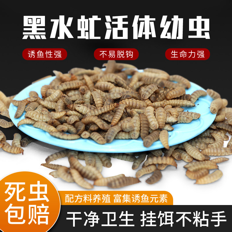 黑水虻活体幼虫鱼饵翘嘴观赏鱼虾螃蟹龙虾诱饵蚯蚓红虫高蛋白饲料图片
