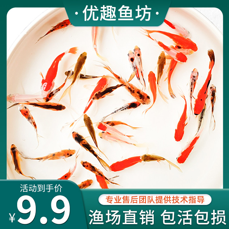 草金鱼活体锦鲫锦鲤活鱼观赏鱼淡水鱼冷水鱼小型鱼苗红鲫鱼红草金