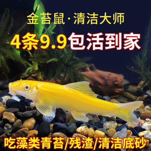 金苔鼠淡水鱼缸清洁鱼彩虹鲨热带观赏鱼专吃屎粪便垃圾清理藻类鱼