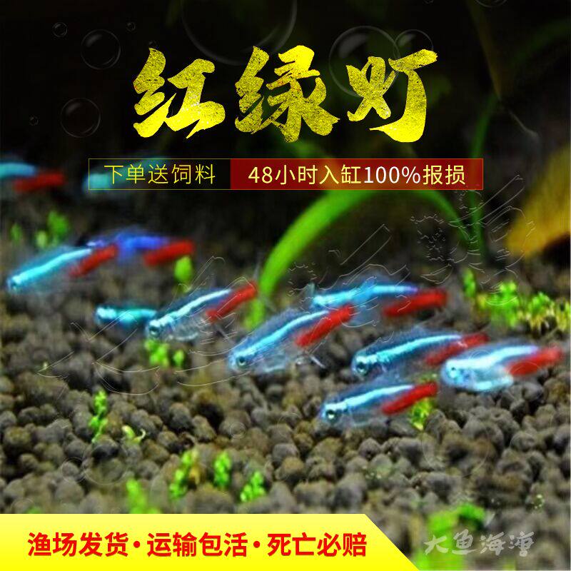 红绿灯鱼活体50条装小型灯科鱼热带观赏鱼斑马绿莲灯群游草缸包邮