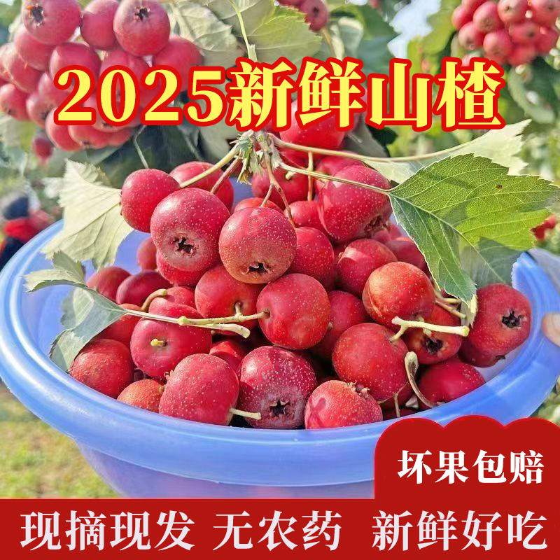 新鲜山楂鲜果大果山东生山楂商用冰糖葫芦甜红子甜山楂山里红批发