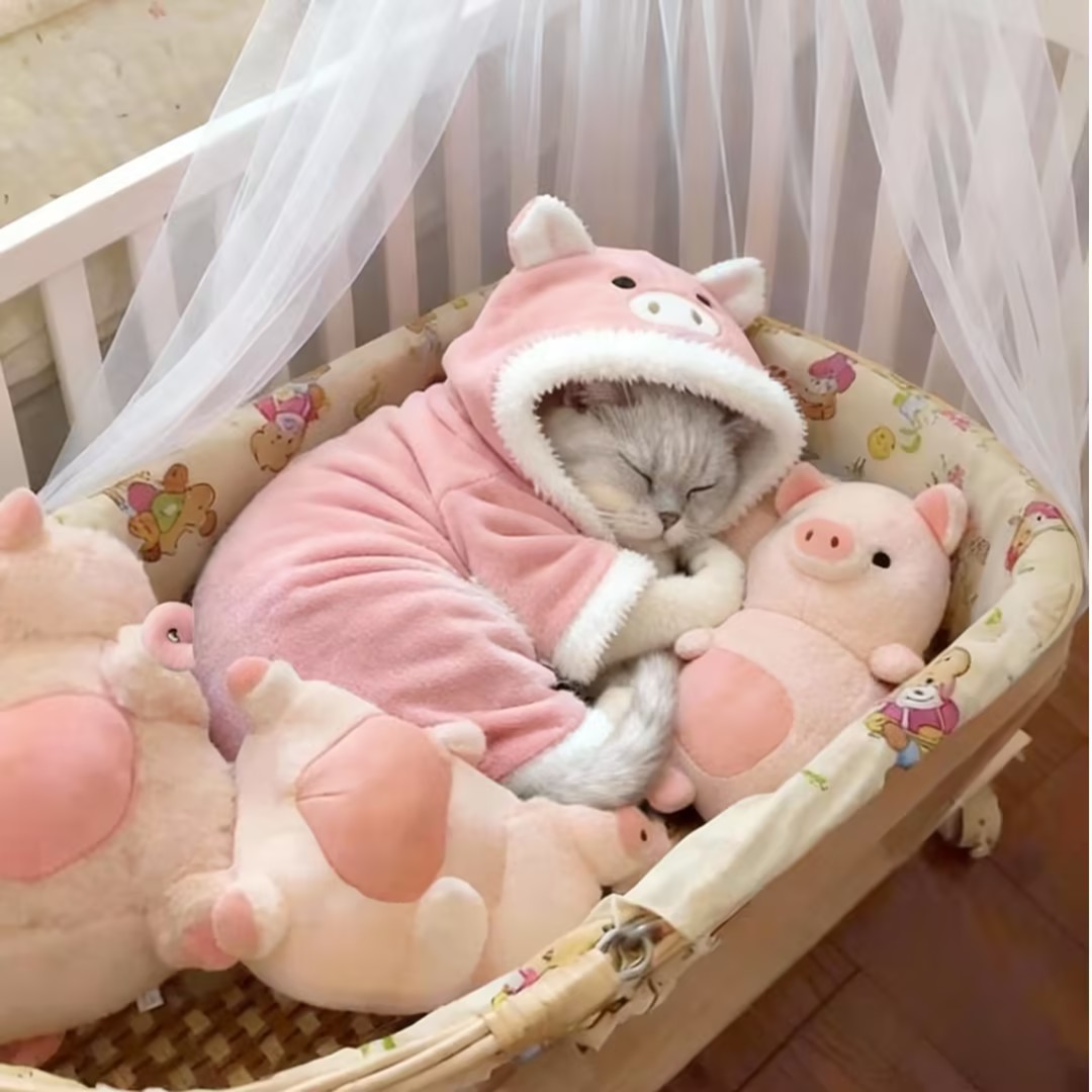 猫咪衣服可爱小猪加厚秋冬装蓝猫布偶金渐层幼猫宠物小狗狗四脚衣