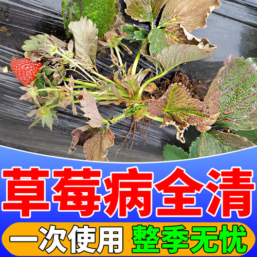 草莓炭疽灰霉白粉褐斑病杀菌剂
