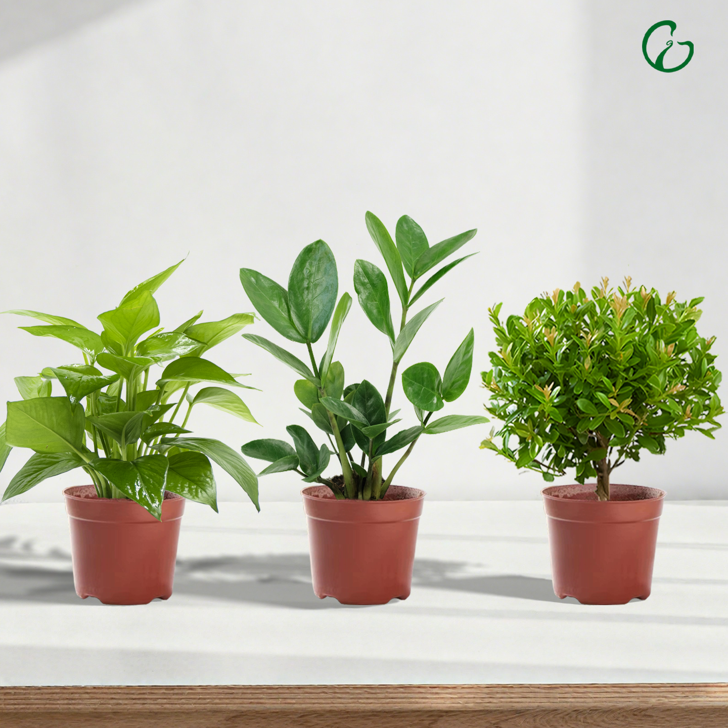 室内绿植小盆栽绿萝文竹发财树