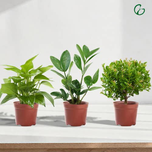 室内绿植小盆栽绿萝文竹发财树