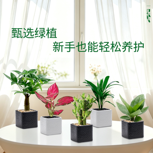办公室阳台发财树美观净化空气
