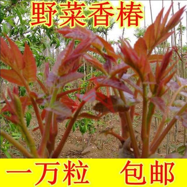 红油香椿种子口感好香味浓散装四季速生种树苗籽易香椿活蔬莱