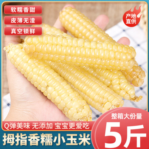 西双版纳拇指小玉米宝宝辅食