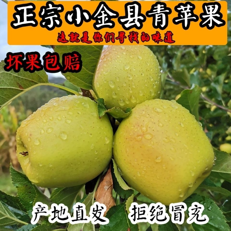 正宗四川小金苹果阿坝州高原