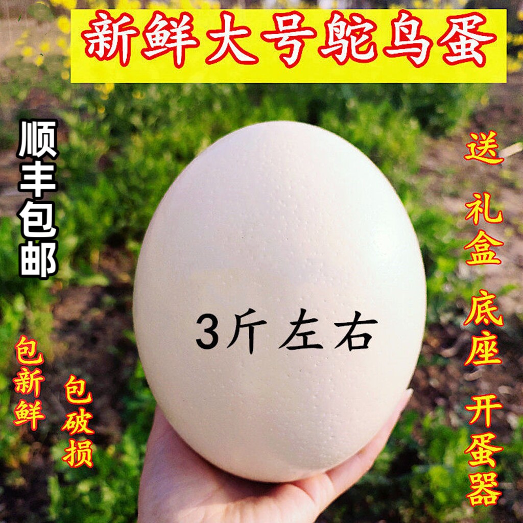 顺丰鸵鸟蛋 新鲜食用大号鸸鹋蛋超大非洲巨大鸵鸟营养蛋送礼