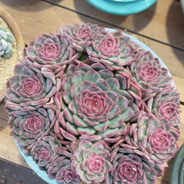 多精品肉植物一物一拍