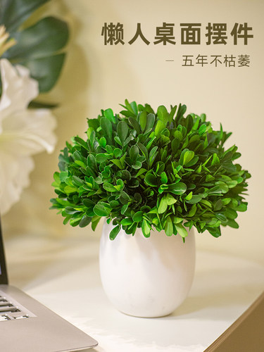 永生绿植室内盆栽小叶黄杨盆景客厅好养活四季植物客厅装饰品摆件