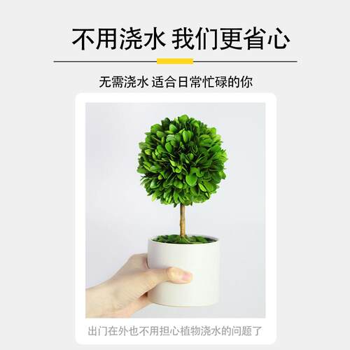 办公室绿植客厅旺宅黄杨树室内好养活花卉植物四季常绿桌面小盆栽