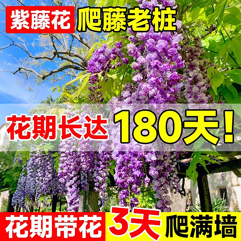 紫藤花树苗爬藤植物耐寒四季种植