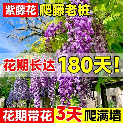 紫藤花树苗爬藤植物耐寒四季种植