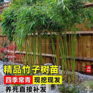 竹子苗庭院绿植观赏四季常青耐寒盆栽地栽大型绿化植物紫竹青竹苗