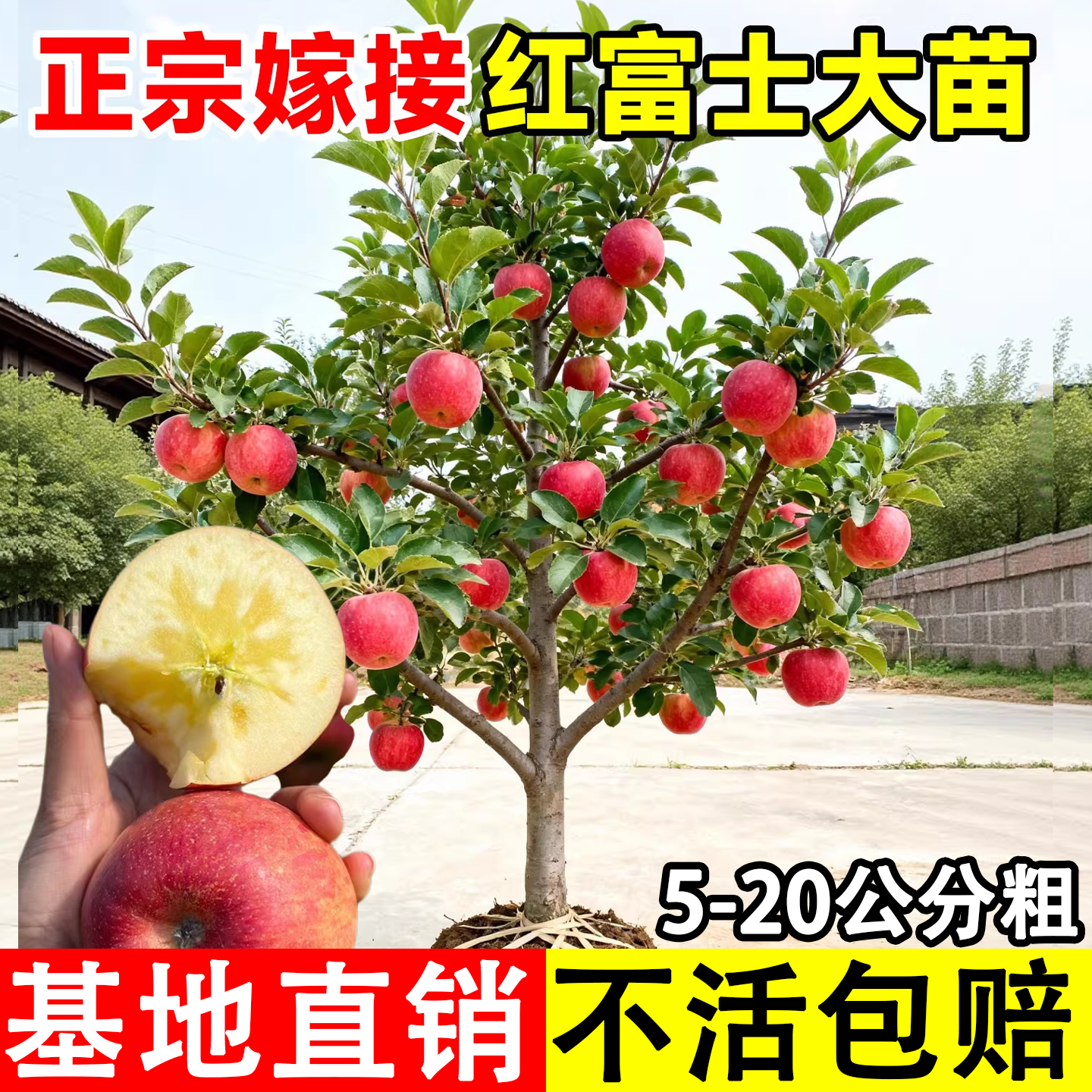 红富士苹果树果苗盆栽矮化南方北方地栽庭院四季种植果树,鲜花速递/花卉仿真/绿植园艺,果树,淘宝优惠券,粉丝福利购,淘宝优惠卷